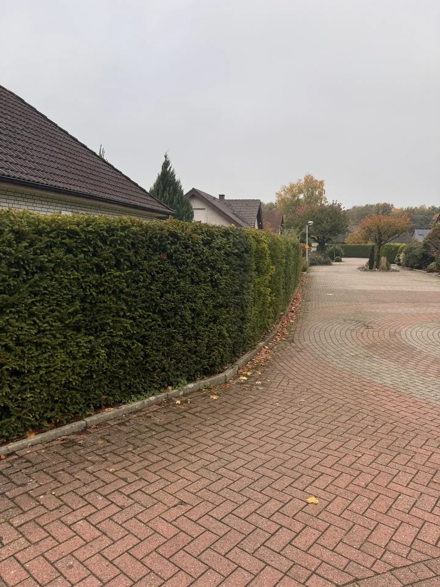 Ungepflegter Gehweg mit Laub und ungeschnittener Hecke: Beispiel für HashTEC-Grauflächen- und Heckenpflege bei Privatkunden.